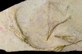 Plate Of Ordovician Crinoid Fossils - Marzane, Morocco #171269-1